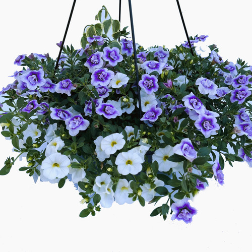 Hanging Basket Double Twilight, White, Vinca Vine 1017 GREENHOUSE